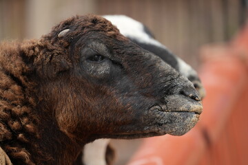 The sheep are in the pen