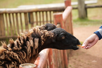 The sheep are in the pen