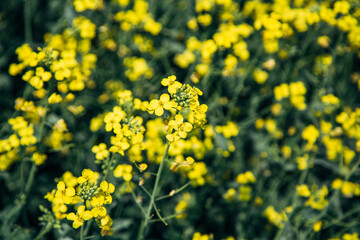rapeseed field in spring, rapeseed flowers