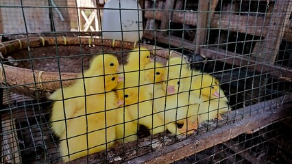 Bright yellow two-week-old ducklings in a wire mesh box cage