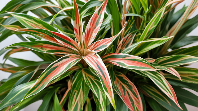 Closeup of a stromanthe triostar houseplant Blood-red stromanta - Stromanthe Triostar Tricolor variety close-up leaf on the windowsill in bright sunlight with shadows. Potted house plants, green home 