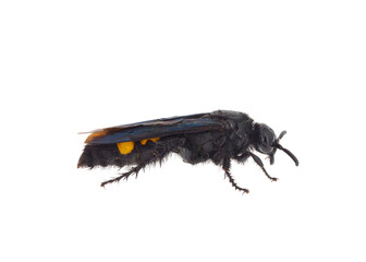 Hairy Scoliid wasp isolated on white background, Scolia hirta female
