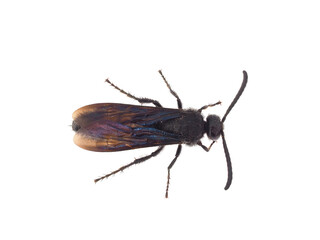 Hairy Scoliid wasp isolated on white background, Scolia hirta male