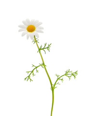 Dark chamomile plant isolated on white background, Chamaemelum fuscatum