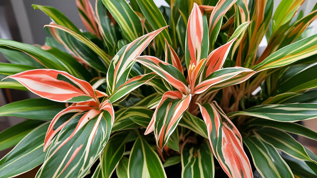 Closeup of a stromanthe triostar houseplant Blood-red stromanta - Stromanthe Triostar Tricolor variety close-up leaf on the windowsill in bright sunlight with shadows. Potted house plants, green home 