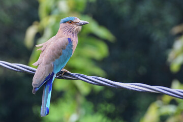 Indian roller (Coracias benghalensis)