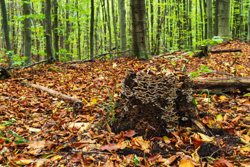 Autumn landscape in the forest in autumn colors.