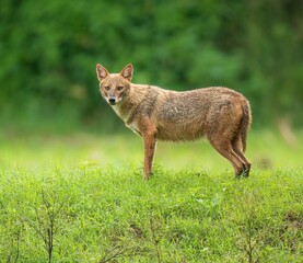 black backed jackal