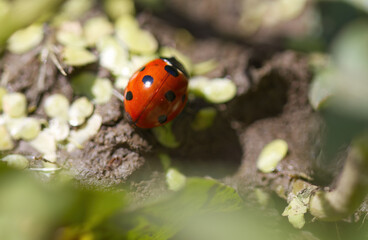 Ladybugs on the ground, ladybugs in sunlight, seven-spot beetle next to duckweed, close-up of red beetle with dots