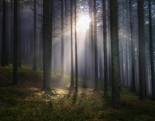 Fototapeta premium Dark mysterious forest with sunlight passing through the trees