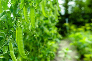 Fresh green pea pods on a pea bushes. Growing plants in the garden. Organic farming concept.
