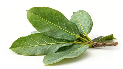 Obraz premium Fresh Bay Leaves on Small Branch Isolated