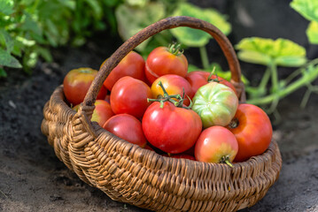 Farmer garden with freshly harvested tomatoes picked into wicker basket. Homegrown vegetables. Fresh organic tomato harvest.