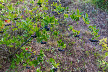 Bush of black chokeberry with ripe fruits on blurred background