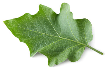 Fototapeta premium eggplant leaf isolated on white background. clipping path