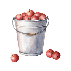 Metal garden bucket filled with fresh juicy apple fruits. Hand drawn botanical composition. Watercolor illustration isolated on white. For clip art cards menu label package © Modesta