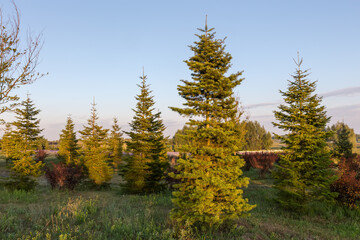 Young spruces in park in sunny morning at summer