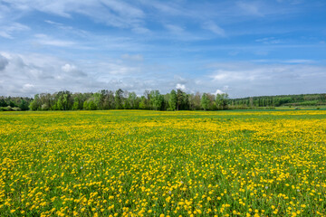 Dandelion field. Spring flowers landscape.