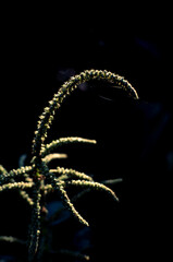 the aesthetic leaf with black and blurry background