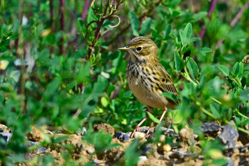 Wiesenpieper // Meadow pipit (Anthus pratensis) 