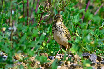 Wiesenpieper // Meadow pipit (Anthus pratensis) 
