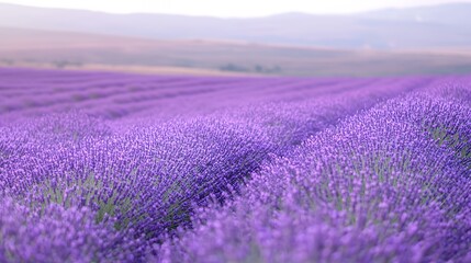 Close-up of a field of purple lavender flowers with a blurred background.