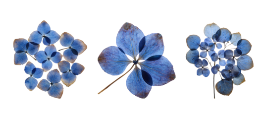 Isolated blue hydrangea flower