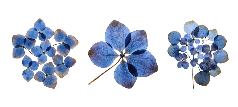 Isolated blue hydrangea flower