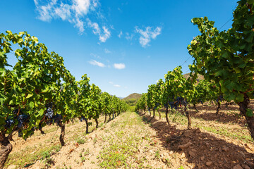 Rows of a beautiful vineyard in a plain between the mountains, under a spectacular blue sky with clouds. Traditional agriculture. 