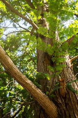 Metasequoia glyptostroboides chinensis tree, family cupressaceae. Close up branches of coniferous tree. Walk in botanical garden