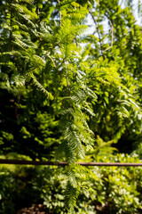 Metasequoia glyptostroboides chinensis tree, family cupressaceae. Close up branches of coniferous tree. Walk in botanical garden