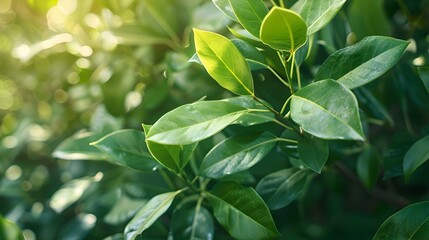 Close-Up of Lush Green Leaves in Sunlight