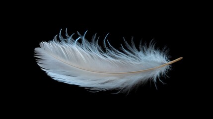 Single white feather isolated on a black background.