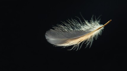 Obraz premium A single white feather with a golden shaft, floating against a black background.