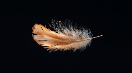 Obraz premium Single, delicate feather floating against a black background.