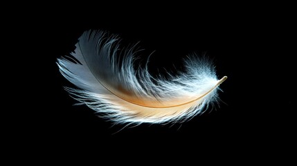 Obraz premium Single white feather isolated on black background.