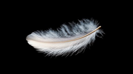 Single white feather isolated on black background.