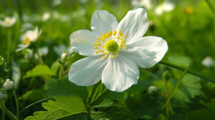 Delicate White Flower in a Lush Garden