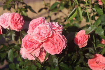 yellow roses in the garden, delicate rose, beautiful blossoming flower, 3