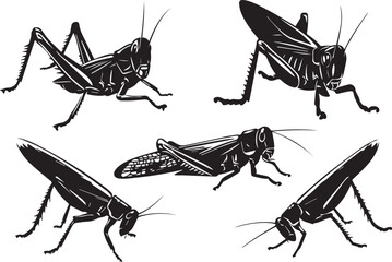 Set Locusts. Hand drawn vector illustration