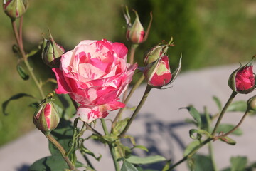 yellow roses in the garden, delicate rose, beautiful blossoming flower, 3