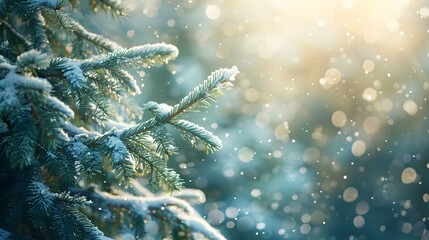 Snow Covered Pine Tree Branch in Winter Forest