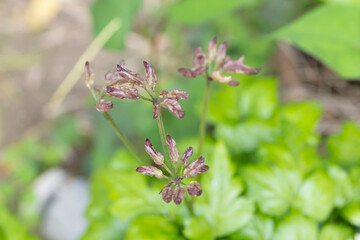 キクバオウレンの果実