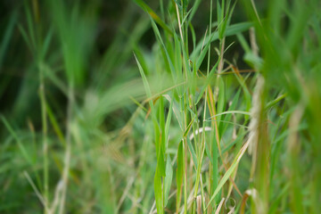 beautiful close-up of green reeds
