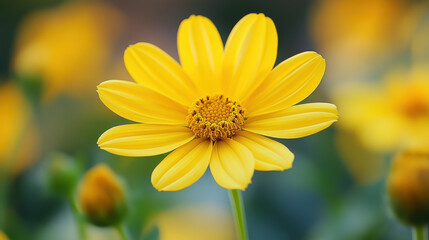 Close up yellow cosmos flower in garden