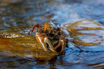 Signal crayfish, Pacifastacus leniusculus, climbs on stone in water at river bank. North American crayfish, invasive species in Europe, Japan, California. Freshwater crayfish in natural habitat.