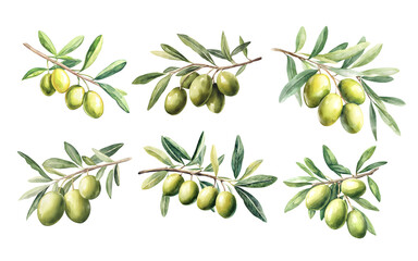 Watercolor Olive Branches Set PNG