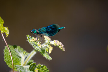 blue dragonfly on a green leaf
