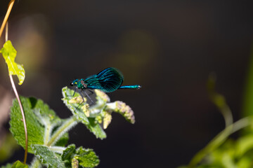 blue dragonfly on a green leaf