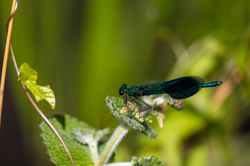 blue dragonfly on a green leaf